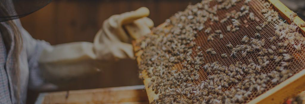 A gloved hand holds a frame of comb covered with honey bees, from the Cornell Master Beekeeping program banner.