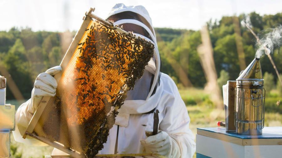 A beekeeper in a white suit and yellow gloves holds a frame of comb, from the Colorado State University Online Beekeeping program page.