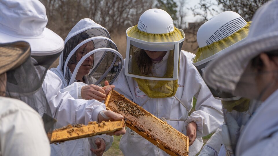 A beekeeper in a white suit and veil holds a frame of comb covered with honey bees, from the Great Plains Master Beekeeping training page.