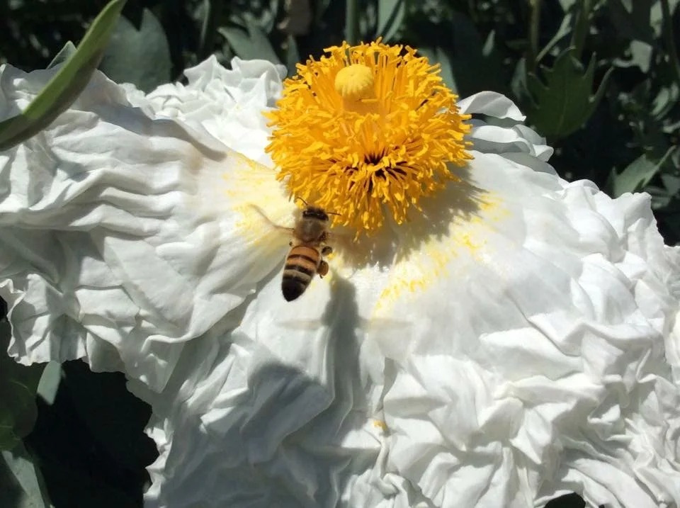 Northern Nevada Beekeepers Association October meeting share image: a honey bee on a white flower with a yellow center.
