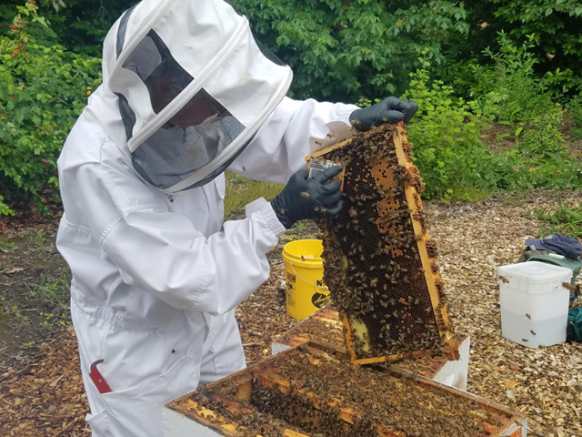 A beekeeper in a white suit and veil holds a frame of comb over an open hive, from the Oregon Master Beekeeper Program page.