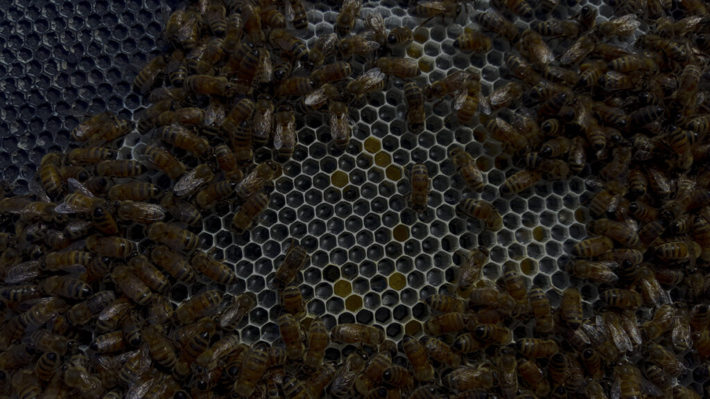 Photo from the Pawtuckaway Bee School course page of honey bees crowding a frame of comb around open cells. A course photo, not a logo.