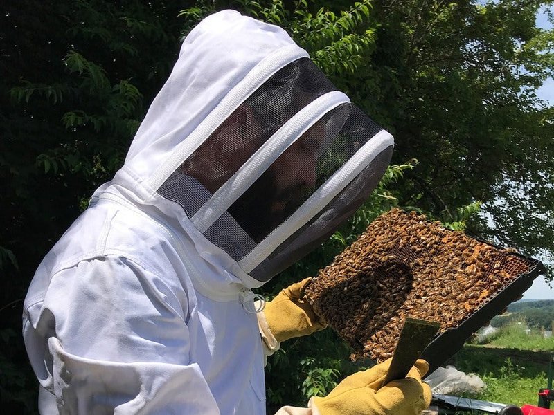 First-party Penn State Extension Beekeeping 102 course image: a beekeeper in a white suit and veil working an open hive.