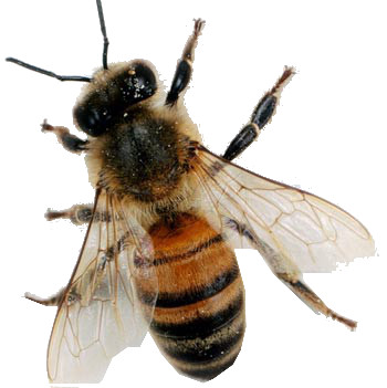 Sarah's Alaska Honey site share image: a single honey bee photographed from above on a white background.