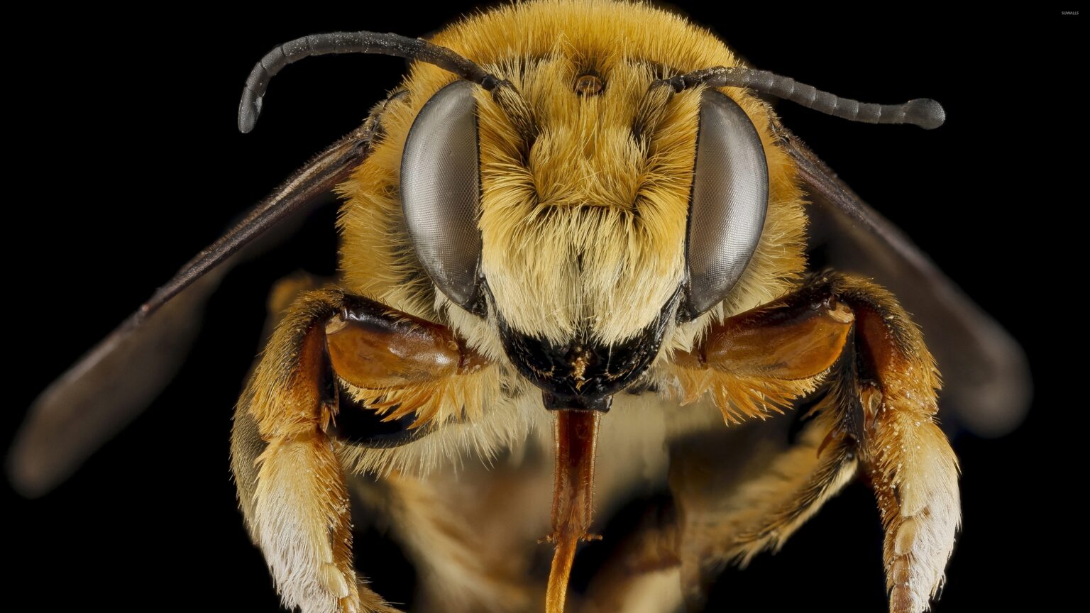 Southcentral Alaska Beekeepers Association home-page hero image: close-up macro photo of a bee face on a black background.