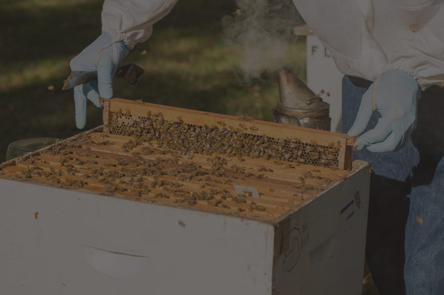 A beekeeper in a white suit and blue gloves lifts a frame of comb from an open hive, from the UF/IFAS Master Beekeeper Program page.