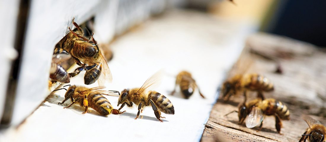 A honey bee on yellow honeycomb, from the University of Minnesota Bee Lab header.
